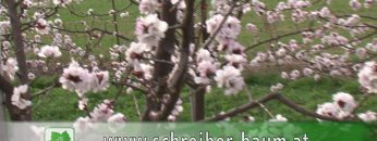 Marillenblüte Poysdorf 2018 W4tv124